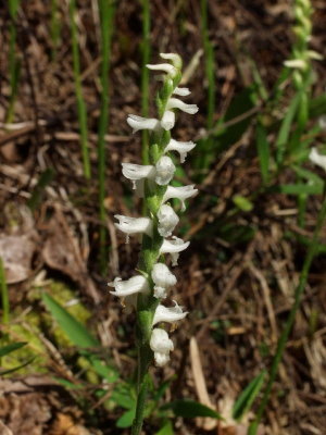 Spiranthes cernua - note white flowers with no yellow or cream on lip