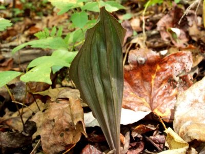 Aplectrum hyemale - underside of leaf
