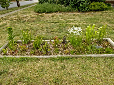 Bog garden from a distance - so dry that the grass in turning brown