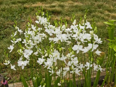 Calopogon tuberosus forma albiflorus at peak bloom
