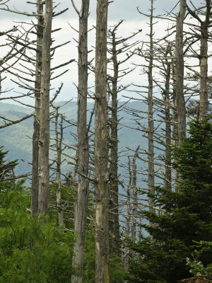 Dead red spruce trees on Mt. Mitchell - caused by infestation of the Balsam woolly adelgid and acid rain