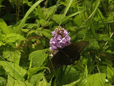 Platanthera psycodes and Pipevine swallowtail (Battus philenor) -- note pollen packets on proboscus