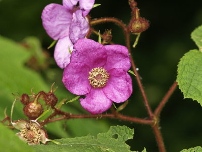 Rubus odoratus (flowering raspberry)