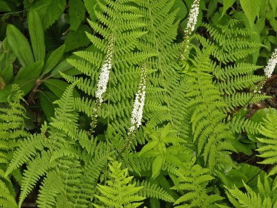 Galax urceolata (wandflower) and a fern species