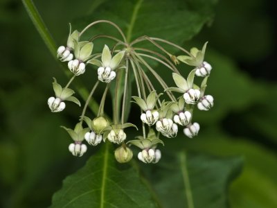 Asclepias exaltata (poke milkweed)