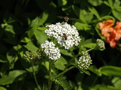 Achillea millefolium (yarrow) and bees