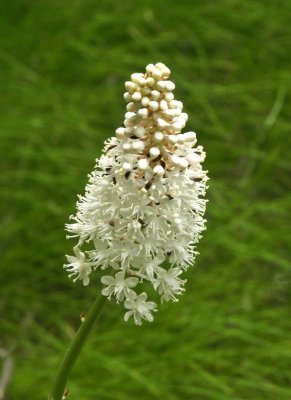 Amianthium muscaetoxicum (fly-poison) - note ticks and beetles among flowers and buds