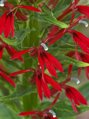 Lobelia cardinalis (cardinal flower)