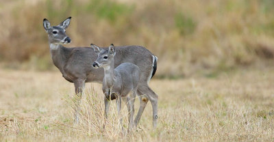 Mother - Child