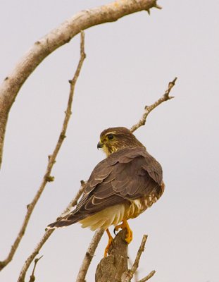 Merlin