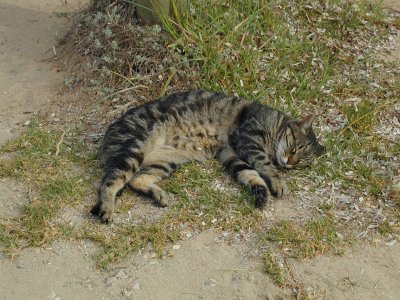 A Lazy Formenteran Cat (1/7)