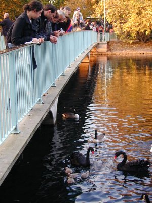 Debbie Feeding a Swan Family (11/4)