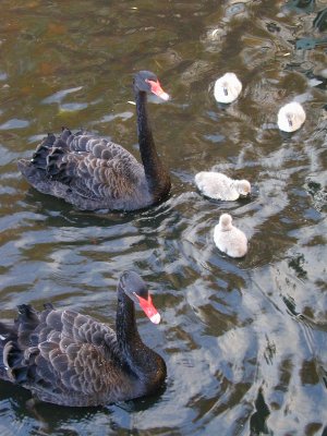 Swan Family (11/4)