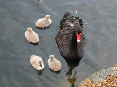 Swan Family (11/4)