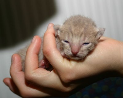 Lavenderspotted male 1 week old