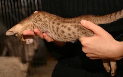 Headhunter 7 weeks