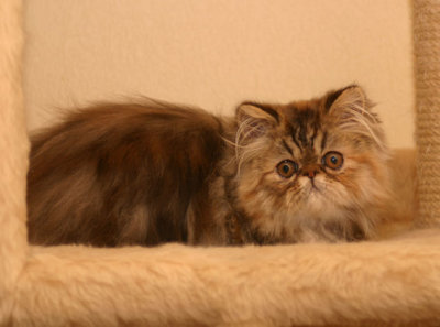 Very cute and mischievous :)