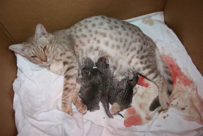 Magic and her kitties..just dried up and the milkbar is open :)