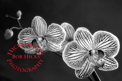 Branch of Blooming Orchids - Black & White