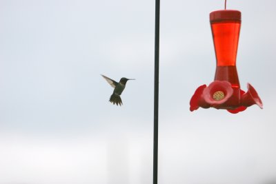 Hummingbird2.jpg