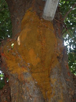 11-Close view of pAnchajanyam on jackfruit tree.JPG