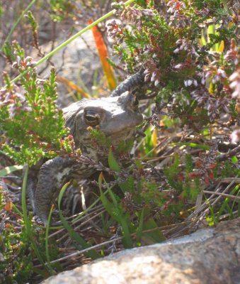 July 08 a toad at Sligachan Skye