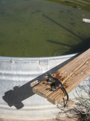 Drowned rodent in the drinking water