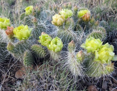 Yellow flowering cactus
