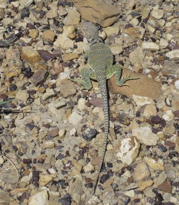 Collared lizard