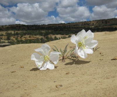 White flowers in the sand