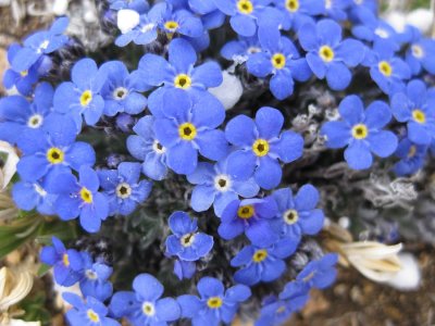 Alpine forget me nots