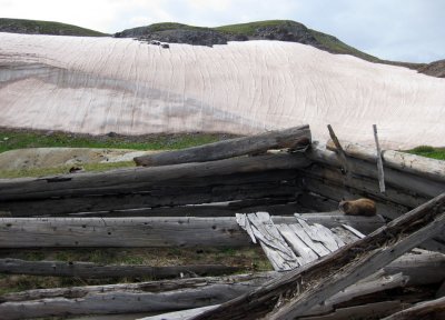 Marmot home in old mining cabin, near Stony Pass