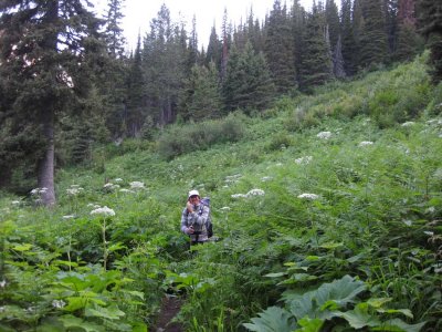 Thick vegetation- good for hiding bears