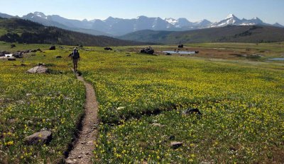 Hiking high meadows in Glacier NP