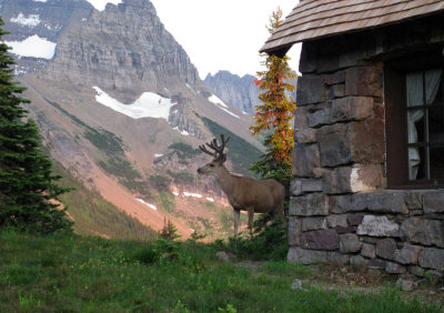 Deer visiting Granite Chalet
