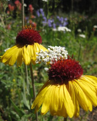 Balsamroots in a meadow