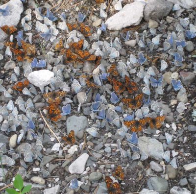 Butterflies everywhere!