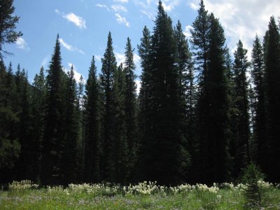 Meadows and forest