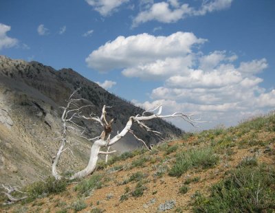 On the divide, Scapegoat Wilderness MO