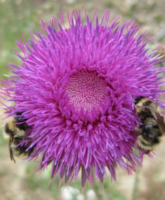 Bees gorge on a thistle