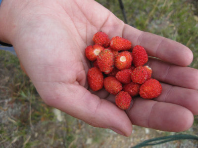 Wild strawberries
