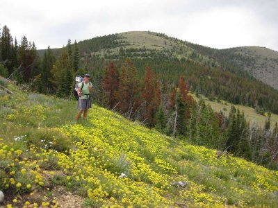 Mid Montana's rolling hills and flower meadows
