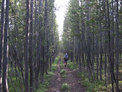 Lodgepole Pine- not our favourite hiking terrain!