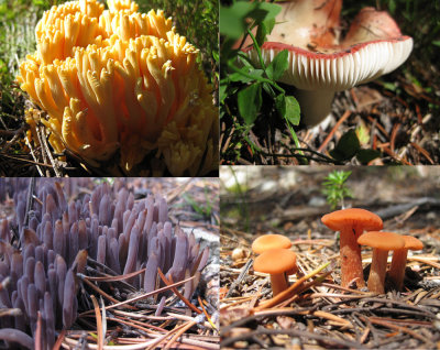 Fungus montage
