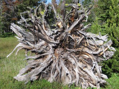 Tree roots