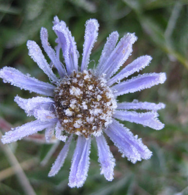 Frosty Aster