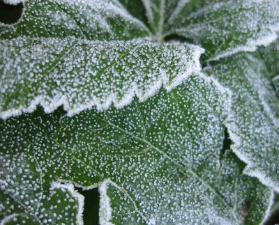 Early morning frost on leaves