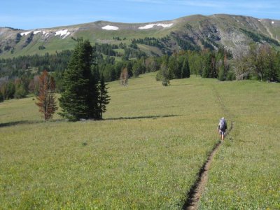 On the Gallatin Petrified Forest ridge