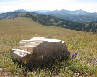 Petrified log on Gallatin ridge