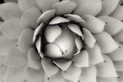 Agave Rosette